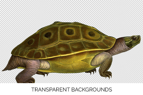Turtle Burmese Eyed Vintage Reptile in Illustrations - product preview 2