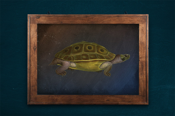 Turtle Burmese Eyed Vintage Reptile in Illustrations - product preview 3