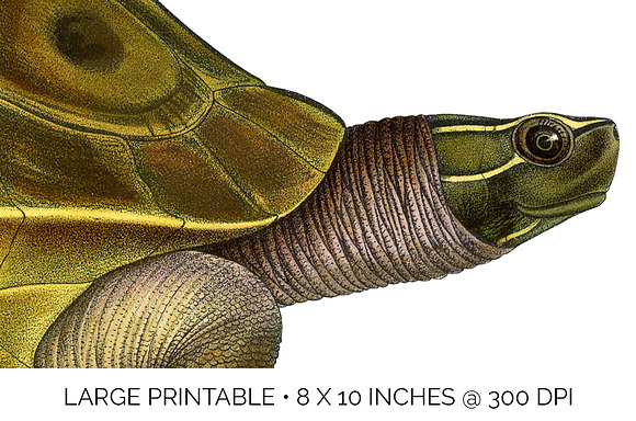 Turtle Burmese Eyed Vintage Reptile in Illustrations - product preview 4