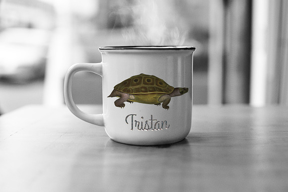 Turtle Burmese Eyed Vintage Reptile in Illustrations - product preview 5