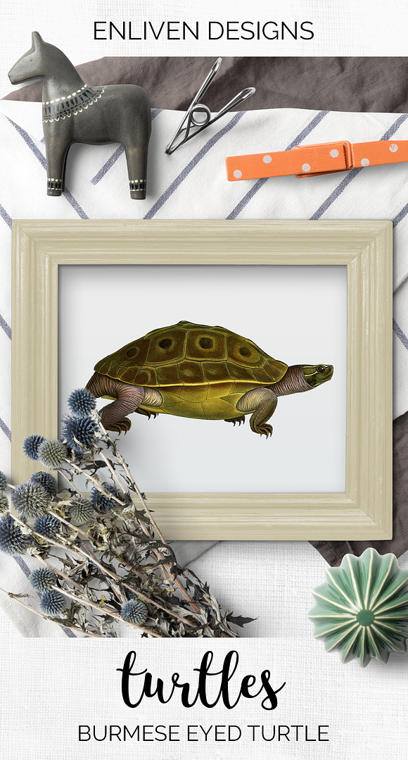 Turtle Burmese Eyed Vintage Reptile in Illustrations - product preview 7