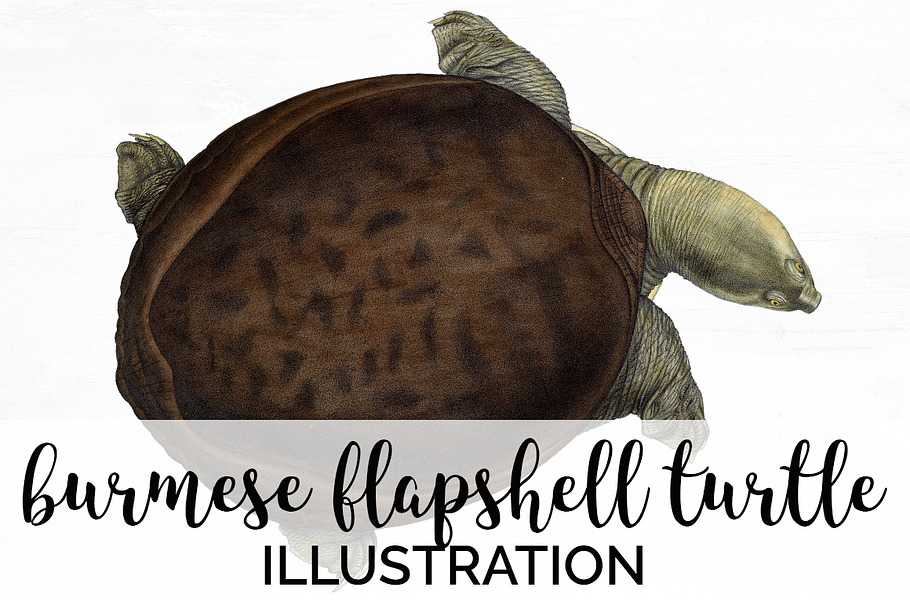 Turtle Burmese Flapshell Turtle Fem. in Illustrations - product preview 8