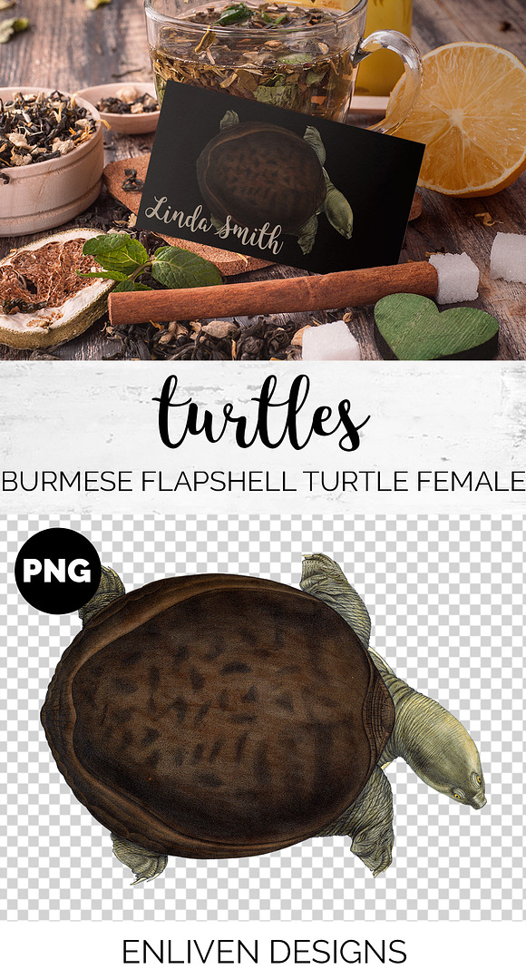 Turtle Burmese Flapshell Turtle Fem. in Illustrations - product preview 1