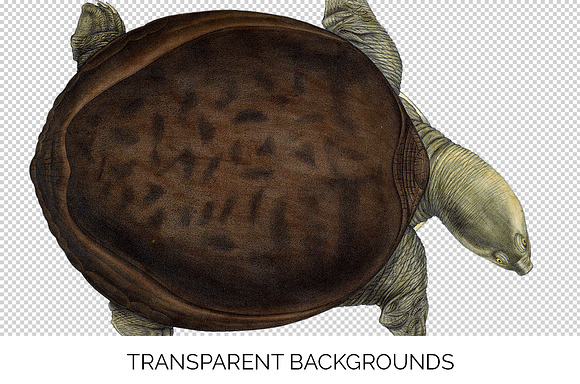 Turtle Burmese Flapshell Turtle Fem. in Illustrations - product preview 2