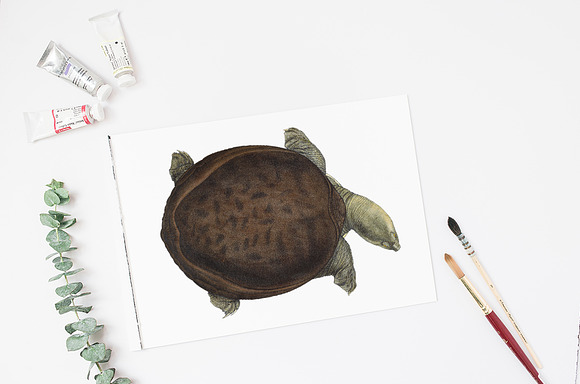 Turtle Burmese Flapshell Turtle Fem. in Illustrations - product preview 3