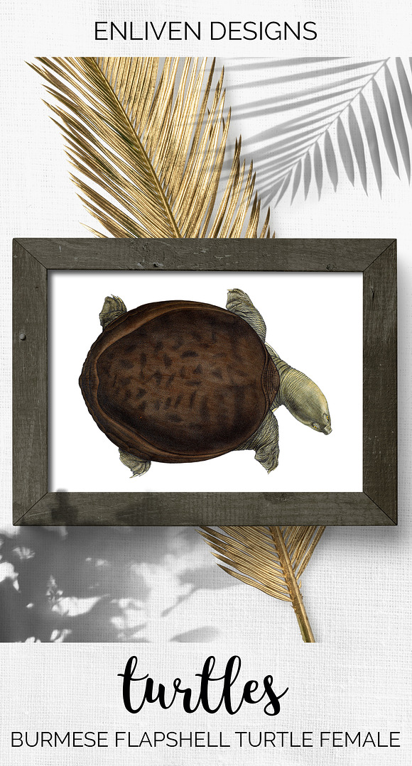 Turtle Burmese Flapshell Turtle Fem. in Illustrations - product preview 7