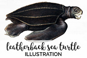 Sea Turtle Leatherback Vintage