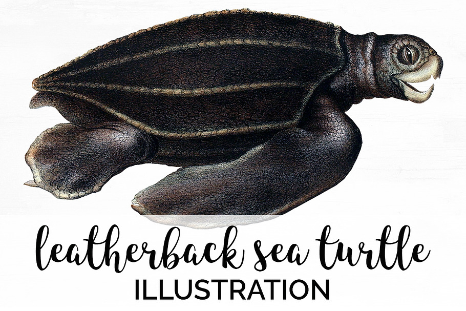 Sea Turtle Leatherback Vintage in Illustrations - product preview 8