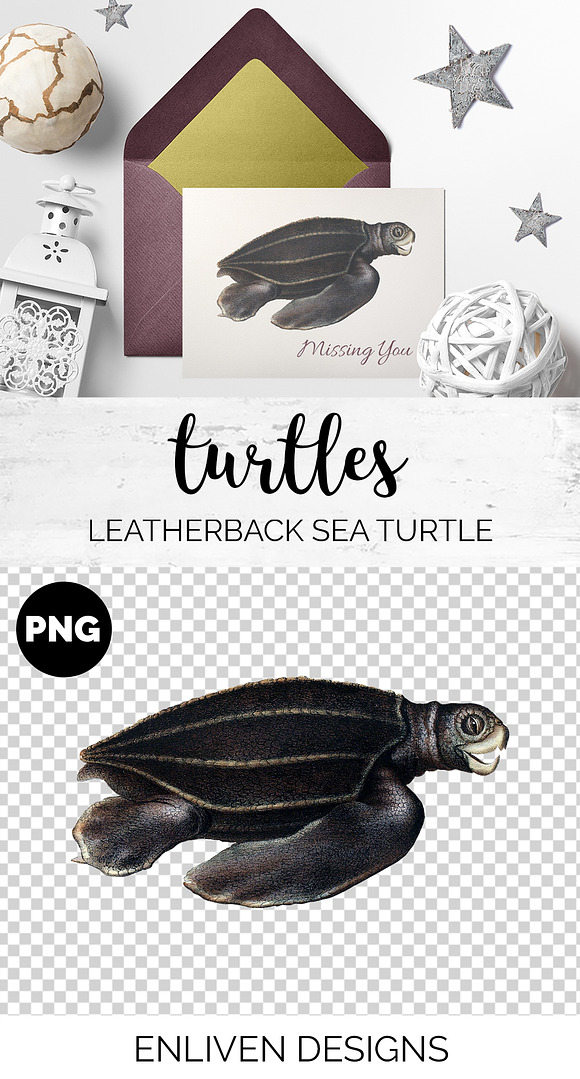 Sea Turtle Leatherback Vintage in Illustrations - product preview 1