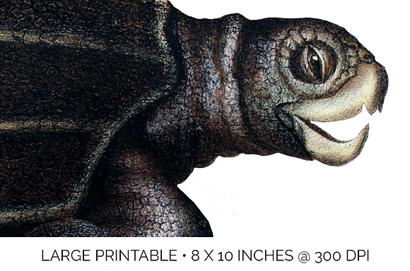 Sea Turtle Leatherback Vintage in Illustrations - product preview 4