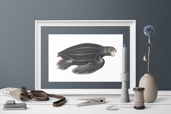 Sea Turtle Leatherback Vintage in Illustrations - product preview 5