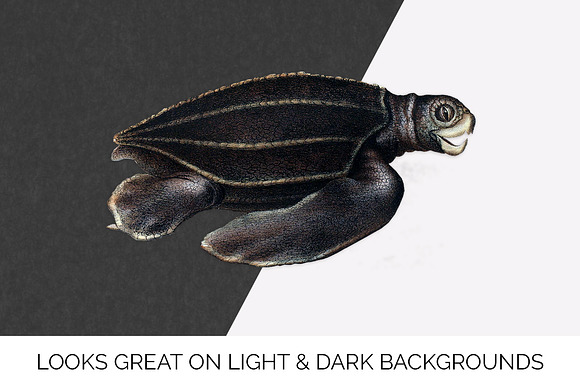 Sea Turtle Leatherback Vintage in Illustrations - product preview 6