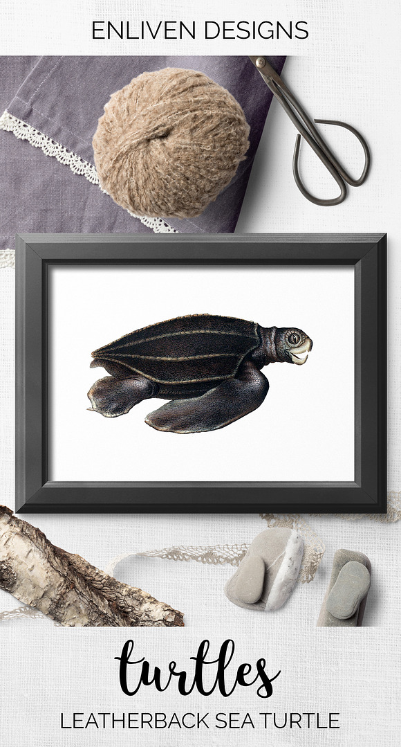 Sea Turtle Leatherback Vintage in Illustrations - product preview 7