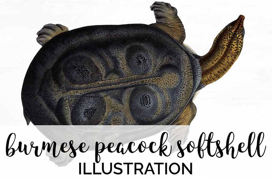 Softshell Turtle Burmese Peacock in Illustrations - product preview 8