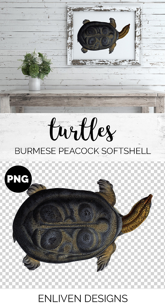 Softshell Turtle Burmese Peacock in Illustrations - product preview 1