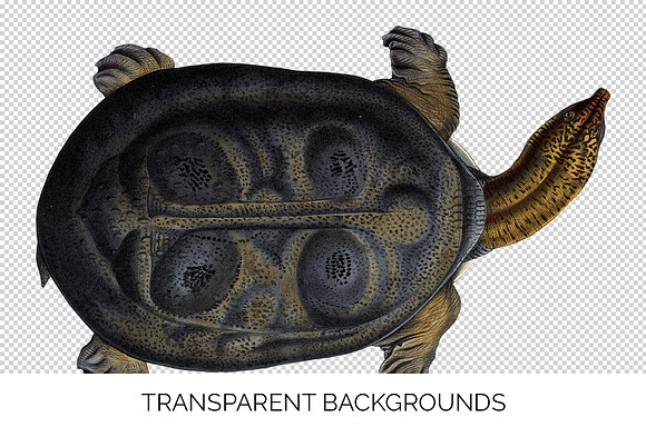 Softshell Turtle Burmese Peacock in Illustrations - product preview 2