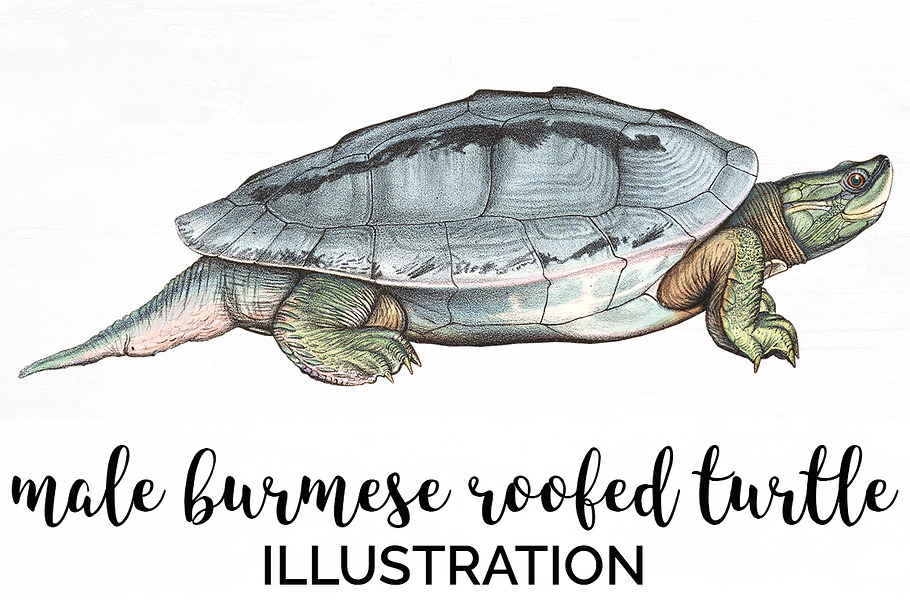Male Burmese Roofed Turtle Vintage in Illustrations - product preview 8