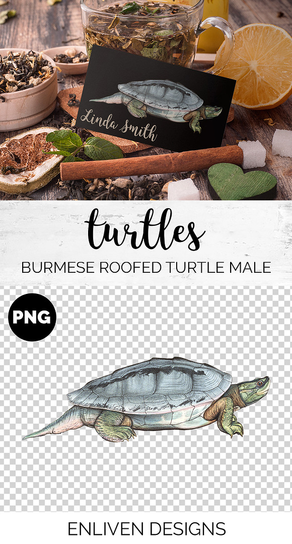 Male Burmese Roofed Turtle Vintage in Illustrations - product preview 1