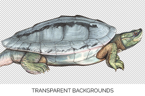 Male Burmese Roofed Turtle Vintage in Illustrations - product preview 2