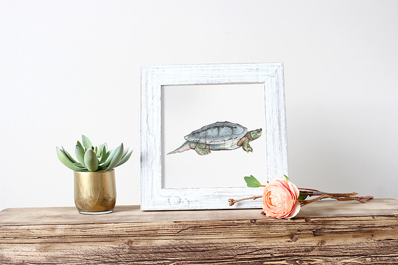 Male Burmese Roofed Turtle Vintage in Illustrations - product preview 3