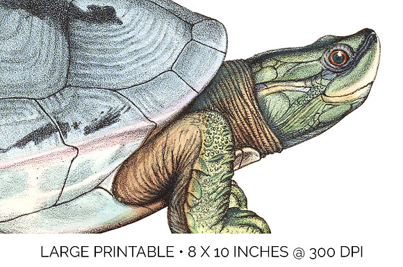 Male Burmese Roofed Turtle Vintage in Illustrations - product preview 4