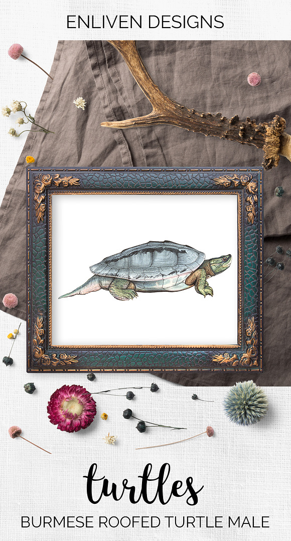 Male Burmese Roofed Turtle Vintage in Illustrations - product preview 7