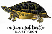Turtle Indian Eyed Vintage Reptile