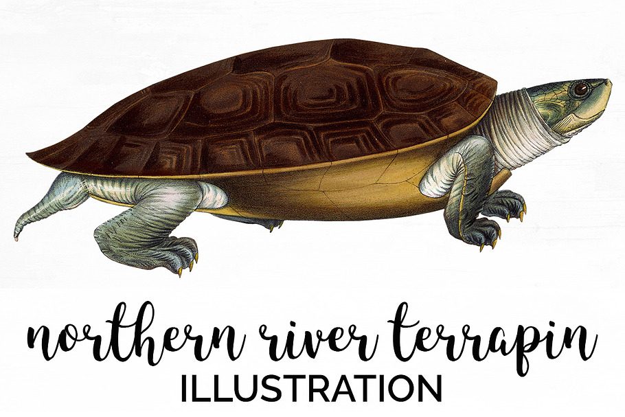Terrapin Young Northern River in Illustrations - product preview 8