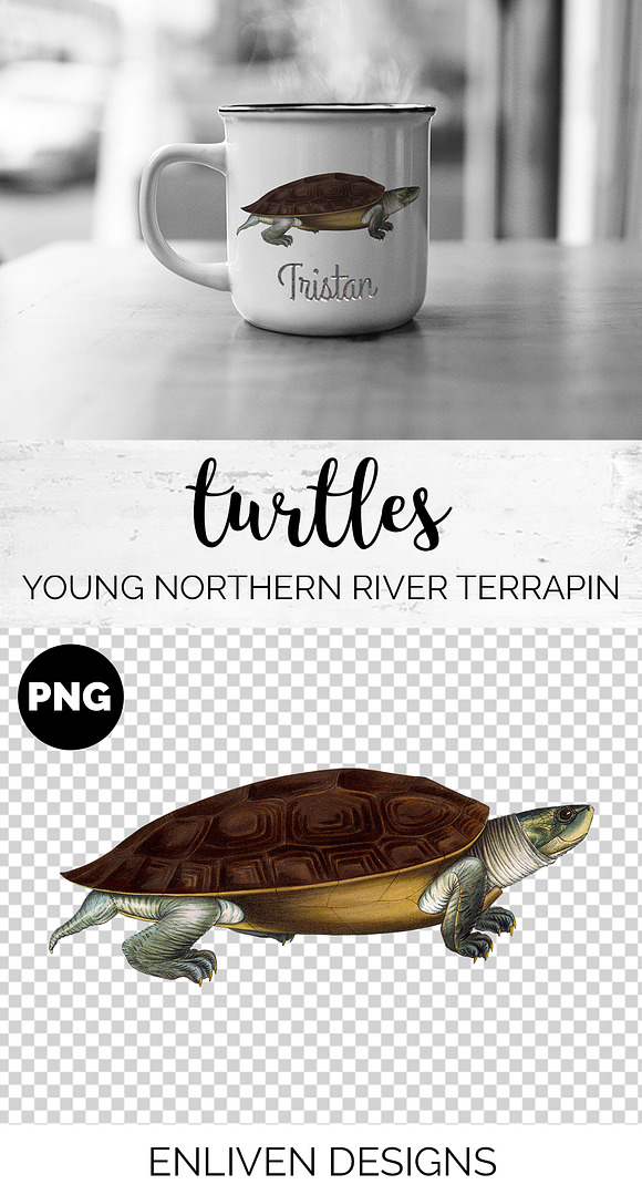 Terrapin Young Northern River in Illustrations - product preview 1