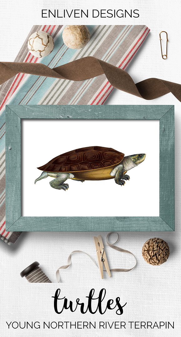 Terrapin Young Northern River in Illustrations - product preview 7