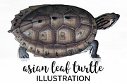 Asian Leaf Turtle Vintage Reptiles