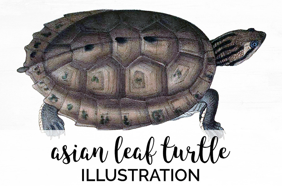 Asian Leaf Turtle Vintage Reptiles in Illustrations - product preview 8