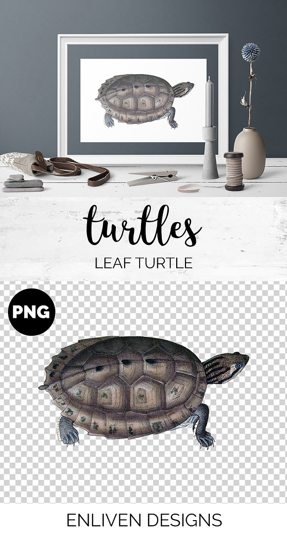 Asian Leaf Turtle Vintage Reptiles in Illustrations - product preview 1