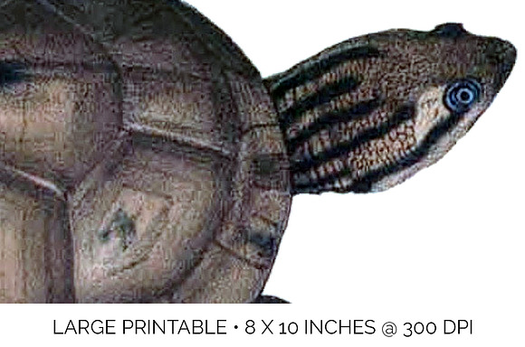 Asian Leaf Turtle Vintage Reptiles in Illustrations - product preview 4