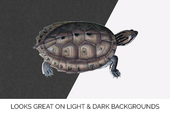 Asian Leaf Turtle Vintage Reptiles in Illustrations - product preview 6