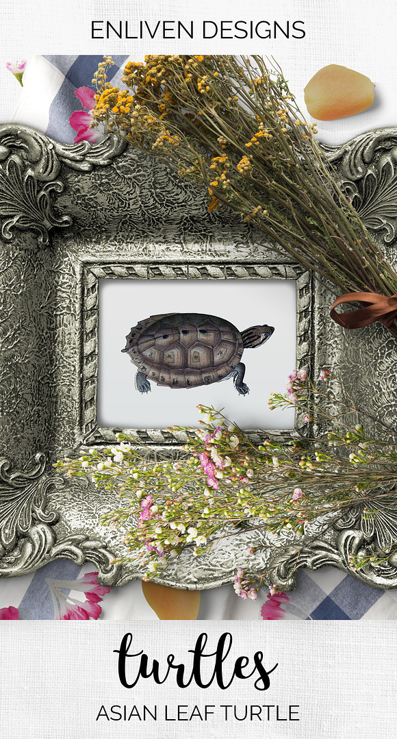 Asian Leaf Turtle Vintage Reptiles in Illustrations - product preview 7