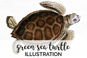 Green Sea Turtle Vintage Reptile