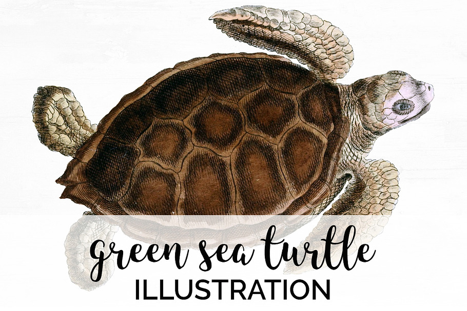 Green Sea Turtle Vintage Reptile in Illustrations - product preview 8