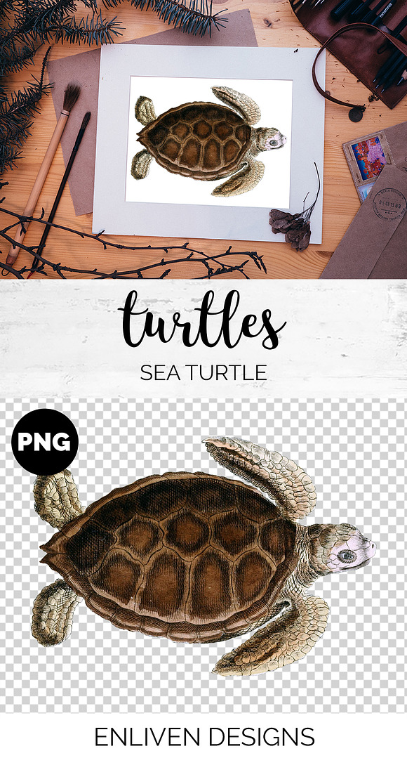 Green Sea Turtle Vintage Reptile in Illustrations - product preview 1