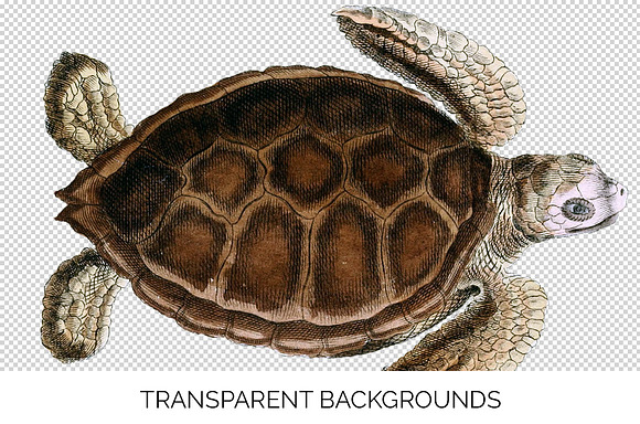 Green Sea Turtle Vintage Reptile in Illustrations - product preview 2