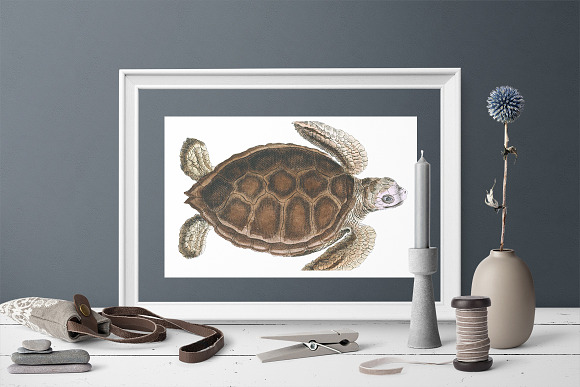 Green Sea Turtle Vintage Reptile in Illustrations - product preview 5