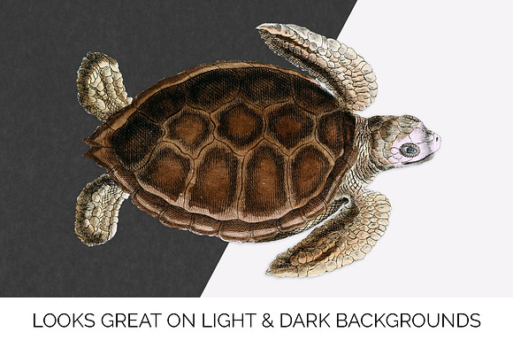 Green Sea Turtle Vintage Reptile in Illustrations - product preview 6