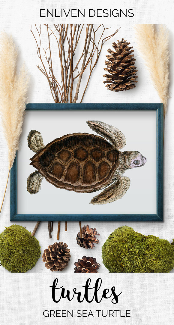 Green Sea Turtle Vintage Reptile in Illustrations - product preview 7