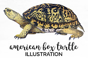 American Box Turtle Vintage Reptile