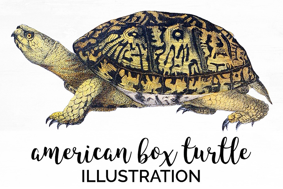 American Box Turtle Vintage Reptile
