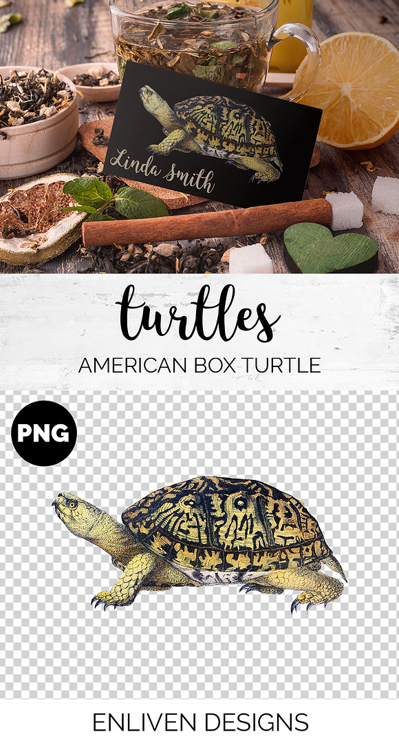 American Box Turtle Vintage Reptile in Illustrations - product preview 1