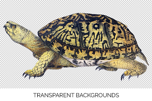 American Box Turtle Vintage Reptile in Illustrations - product preview 2