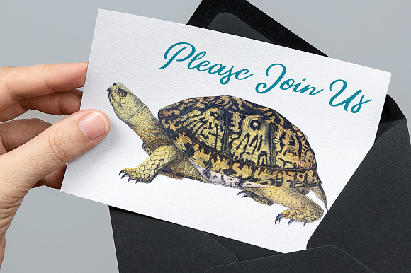 American Box Turtle Vintage Reptile in Illustrations - product preview 3