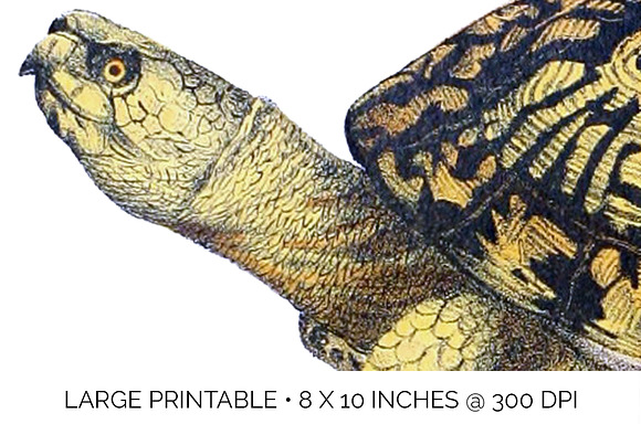 American Box Turtle Vintage Reptile in Illustrations - product preview 4