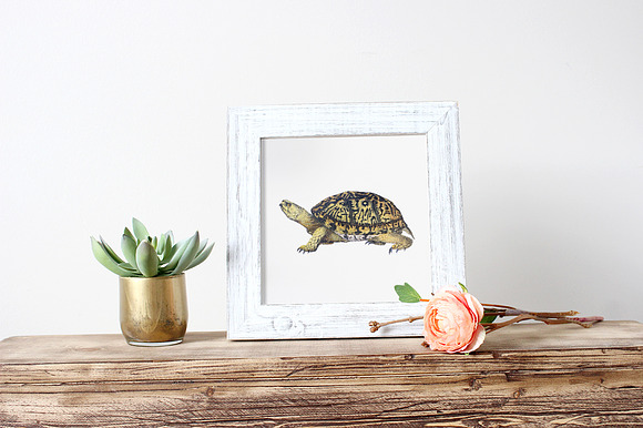 American Box Turtle Vintage Reptile in Illustrations - product preview 5